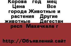 Корова 1 год 4 мец › Цена ­ 27 000 - Все города Животные и растения » Другие животные   . Дагестан респ.,Махачкала г.